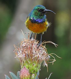 SunBird-capetown.jpg