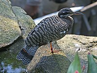 Sunbittern Eurypyga helias