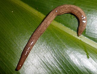 <i>Supramontana</i> Genus of flatworms