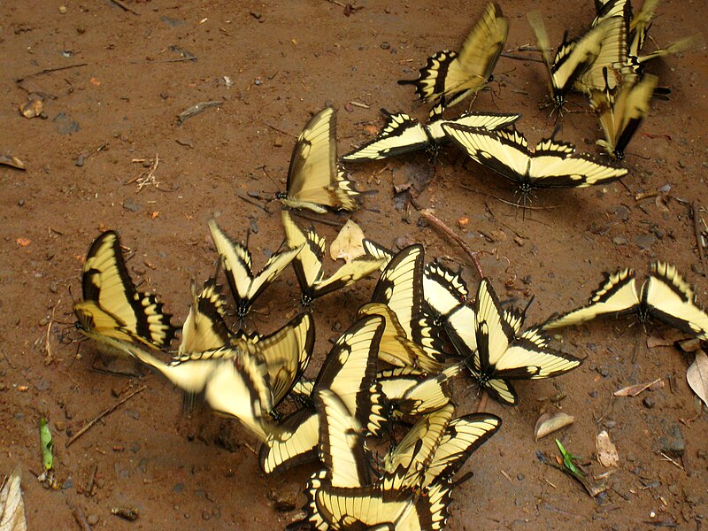 File:Swarm of Broad-banded Swallowtail (Iguazú, Argentina - 2009).jpg