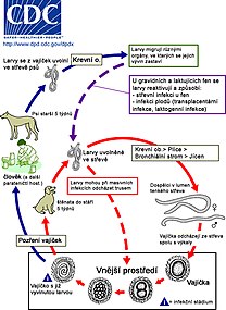 Cyklus škrkavky psí