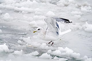 Thayers gull Subspecies of bird