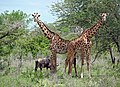 Giraffes and gnu at Selous
