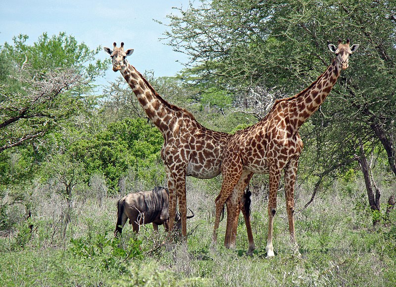 Fitxategi:TZ Selous Giraffes and Gnu.jpg