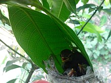 Tailorbird baby and nest Tailorbird baby.jpg