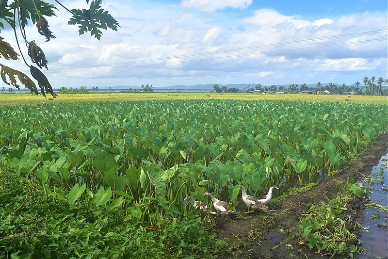 File:Taro Field.jpg