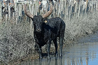 ein schwarzer Taureau Stier