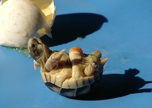 Реферат: Review Of Natural Selection Of Hatchling Turtles