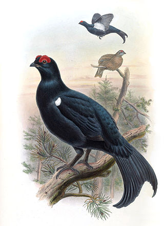 <span class="mw-page-title-main">Caucasian grouse</span> Species of bird