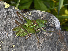 Tettigoniidae - Decticus verrucivorus.jpg