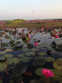 Thale Noi Non-Hunting Area.png