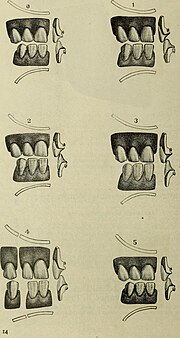Thumbnail for File:The Dental cosmos (1890) (14779535075).jpg