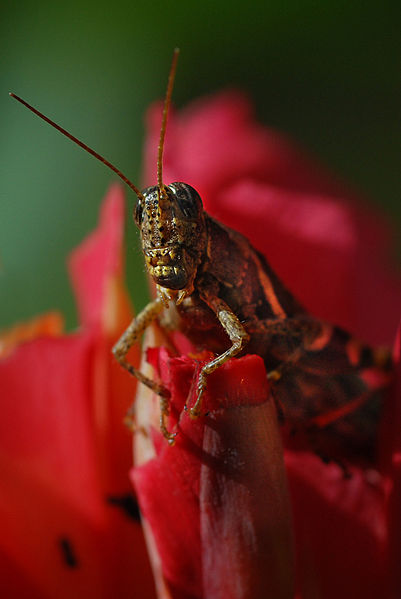 File:The Insects World (3360049018).jpg