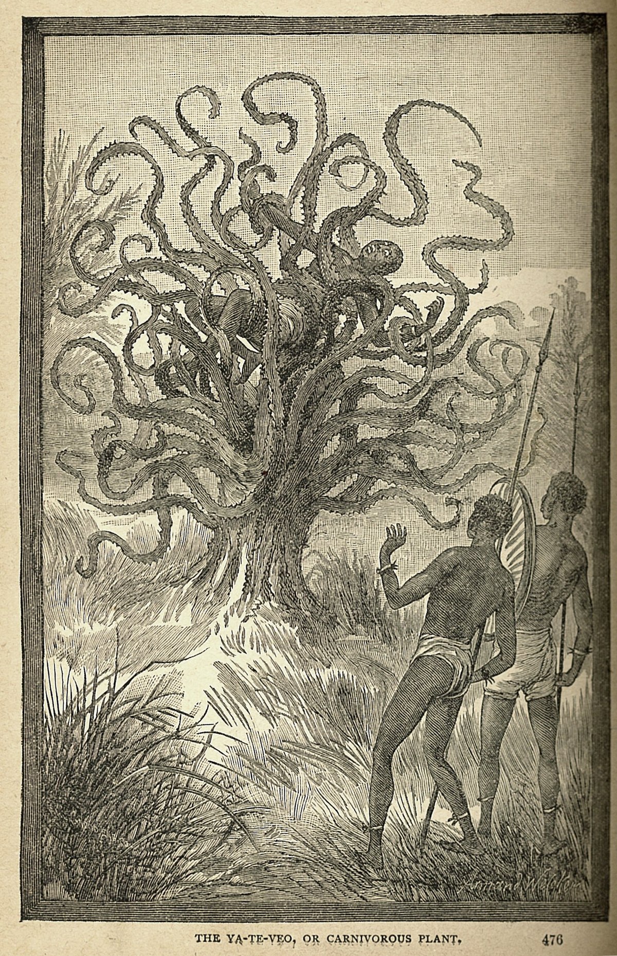 Дерево людоед Мадагаскар
