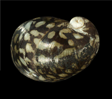 From Alster, Germany. Theodoxus fluviatilis shell 4.png