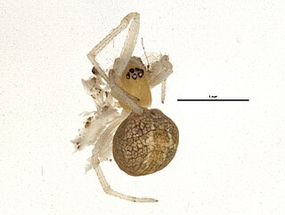 <i>Theridion submissum</i> Species of spider