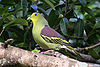 Thimindu 2009 12 31 Kaudulla Pompadour Green Pigeon 1.jpg