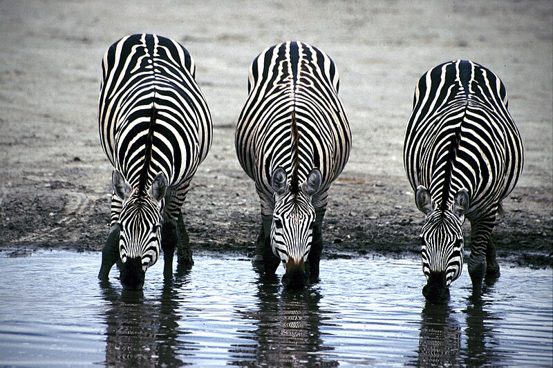 File:Three Zebras Drinking.jpg