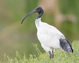 Aŭstralia blanka ibiso