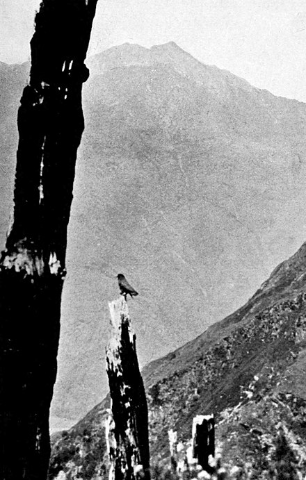 A kea perched on top of a tall burnt tree stump with no branches in the middle of the picture, a steep slope to the right, mountains in the background, and another tall burnt tree stump on the front left