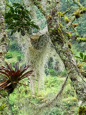 Tillandsia usneoides naast andere bromelia's