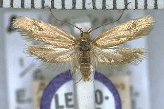 <i>Tingena epichalca</i> Species of moth, endemic to New Zealand
