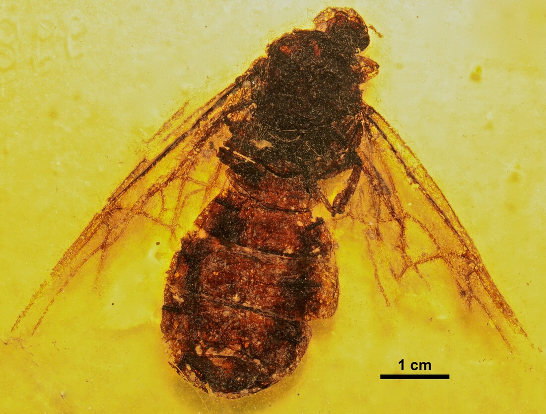 Titanomyrma