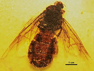 <i>Titanomyrma</i> Extinct genus of ants