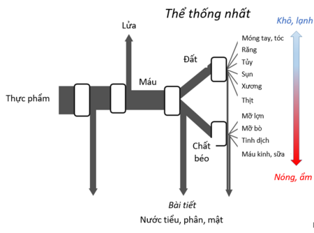 Tập_tin:Trao_đổi_chất_của_Aristole.png