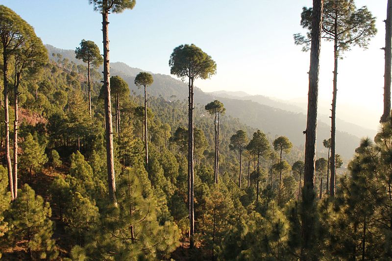 File:Trees touching the skies, Murree.jpg