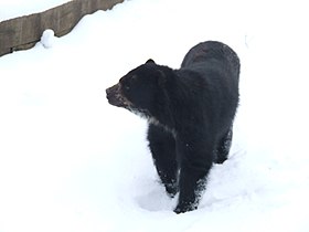 Spectacled Bear at zoologic section of Parc de la Tête d'Or, France.