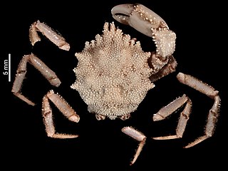 <span class="mw-page-title-main">Trichopeltariidae</span> Family of crabs