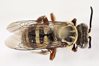 <i>Triepeolus martini</i> Species of bee