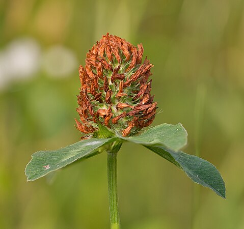 Клевер ползучий соцветие. Trifolium pratense. Клевер Луговой Trifólium praténse. Соцветие клевера Лугового.