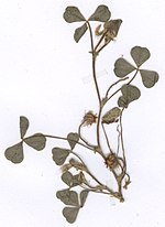 Miniatura para Trifolium subterraneum