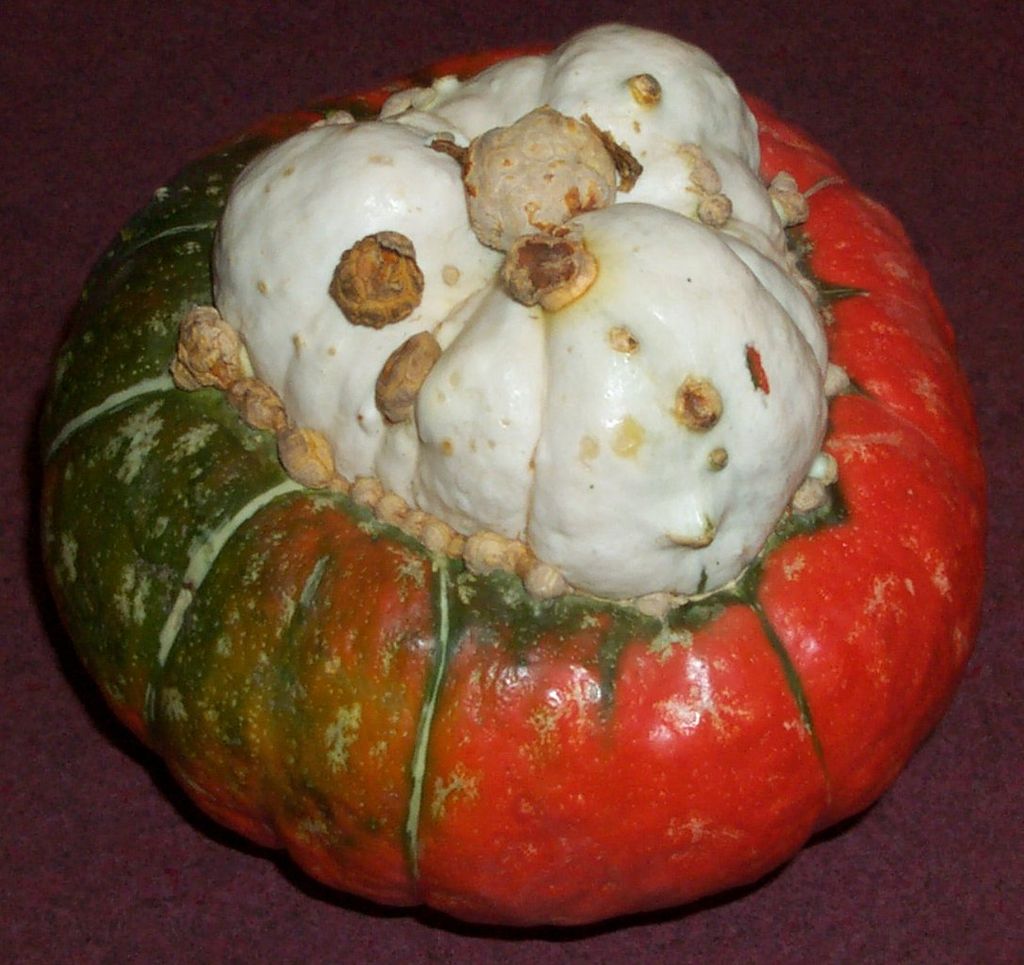 Slam - Page 6 1024px-Turban_squash