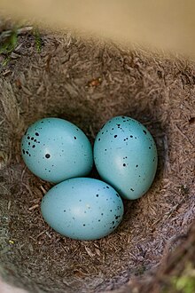 Turdus philomelos -Apenheul Primate Park, Netherlands -eggs-8.jpg