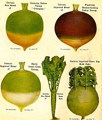 Turnips