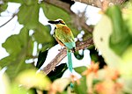 Turquoise-browed Motmot 2495425451.jpg