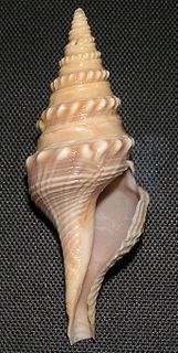 <i>Turricula javana</i> species of mollusc