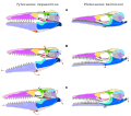 Mosasaur cranial kinesis