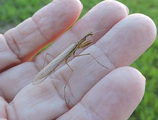 Thespidae Family of praying mantises