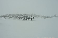 Uliveti innevati durante il rigido inverno del 2006 a Picciano