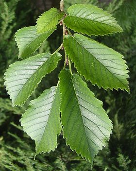 Карагач что это за дерево. Вяз Ильм карагач. Вяз гладкий (Ulmus laevis). Вяз Ильм карагач Берест. Вяз граболистный (Ulmus suberosa).