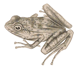 <i>Crossodactylus gaudichaudii</i> Species of frog