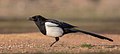 * Nomination Eurasian magpie (Pica pica), Almuradiel, Ciudad Real, Spain. --Poco a poco 21:38, 10 March 2022 (UTC) * Promotion  Support Good quality. --Virtual-Pano 21:48, 10 March 2022 (UTC)