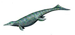 Utatsusaurus is the earliest-known ichthyopterygian. Utatsusaurus BW.jpg