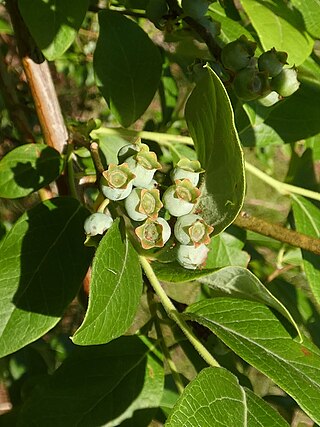 <i>Vaccinium formosum</i> Species of plant