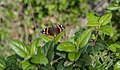 * Nomination Vanessa atalanta (Red Admiral). Sète, Hérault, France. --Christian Ferrer 06:47, 29 December 2014 (UTC) * Promotion Bit noisy background butterfly but very nice to me.--Famberhorst 16:27, 29 December 2014 (UTC)