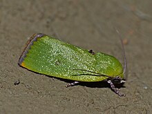 Verdant Adisura (Adisura aerugo) (11534112443).jpg